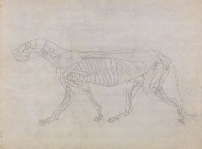 A Comparative Anatomical Exposition of the Structure of the Human Body with that of a Tiger and a Cow by George Stubbs